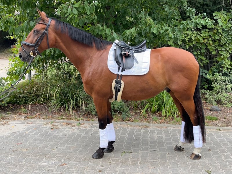 Belgisches Warmblut, Wallach in Frechen