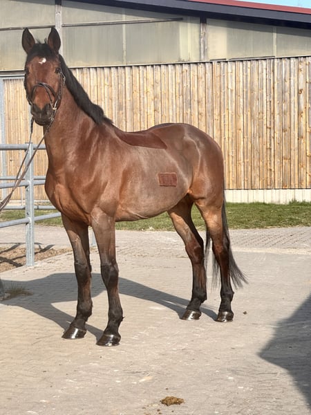 Belgisches Warmblut, Wallach in Leipzig