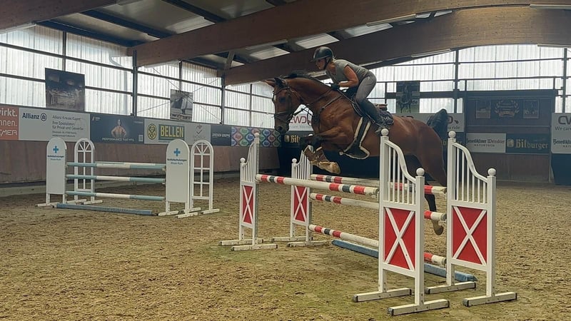 Belgisches Warmblut, Wallach in Grevenbroich