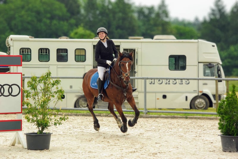 Belgisches Warmblut, Wallach in Balingen