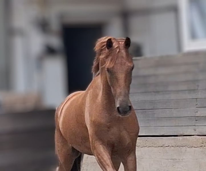 Belgisches Warmblut, Wallach in Mainz