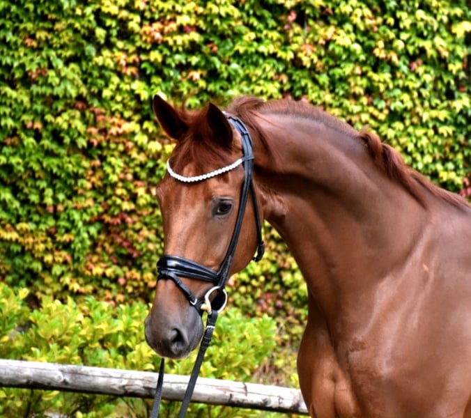 Belgisches Warmblut, Wallach in Neuss