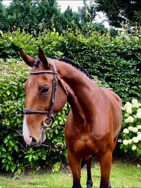 Belgisches Warmblut, Wallach in Altusried