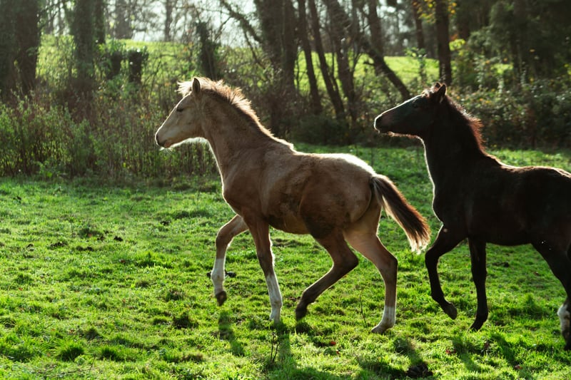 Berber, Hengst in LangerweheLangerwehe