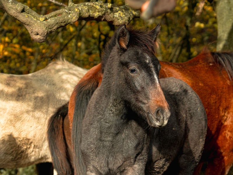 Berber, Stute in Langerwehe