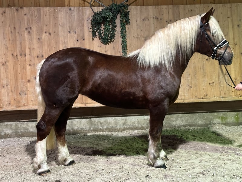 Black Forest Horse Mix Mare 3 years 15,2 hh Chestnut in Riedlingen