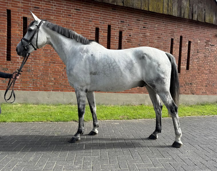 Brandenburger Warmblut, Wallach in Isterberg