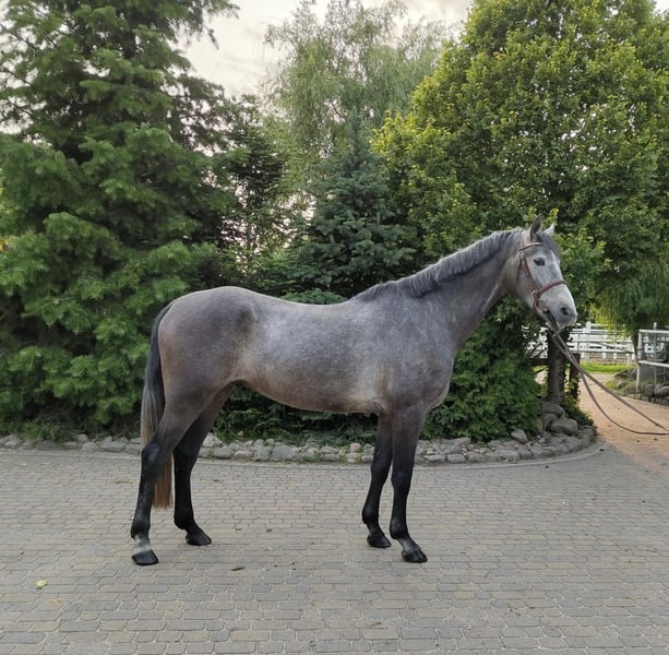 Brandenburger Warmblut, Wallach in Bad Kreuznach
