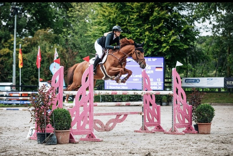 Caballo de salto Oldenburgo Yegua 11 aos 165 cm Alazn in Winningen