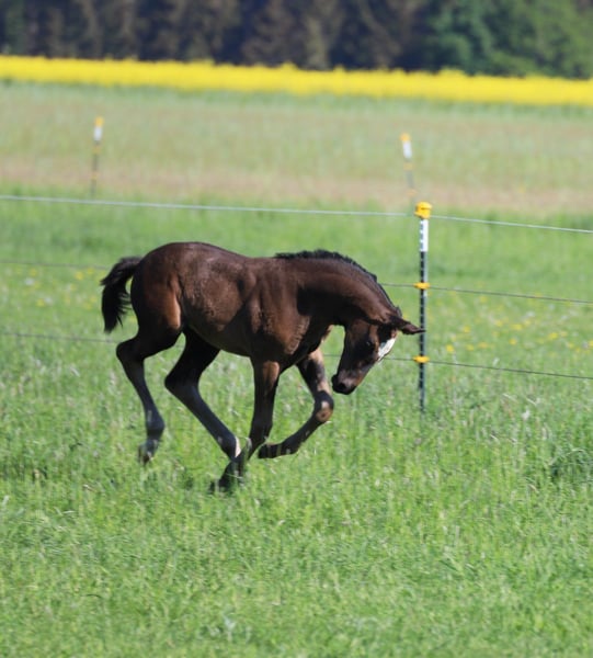Cheval de sport allemand Jument Poulain (03/2024) 175 cm Bai brun foncé