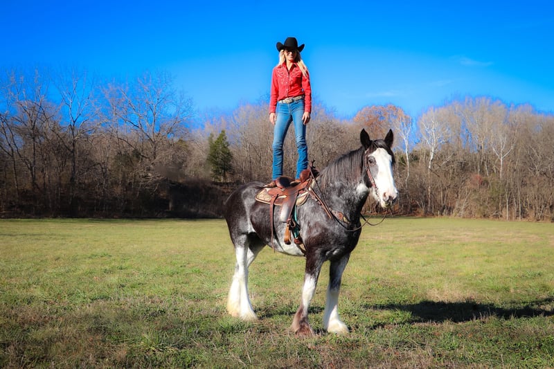 Clydesdale Mare 12 years 17 hh Black in Flemingsburg, KY