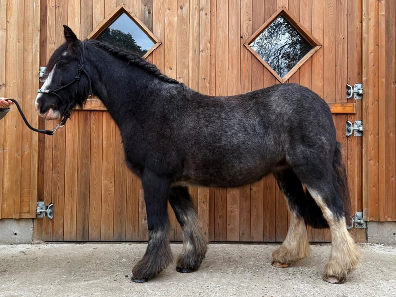 Cob, Stute in Eggermühlen