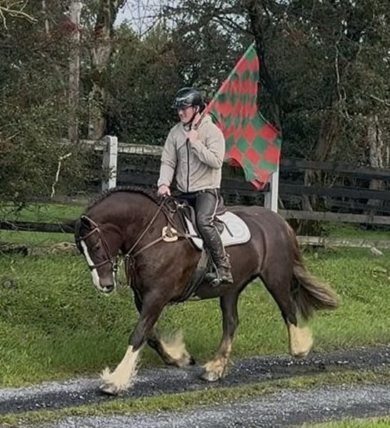 Cob, Stute in Amerang