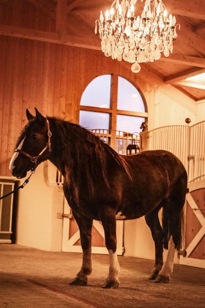 Cob, Stute in Amerang