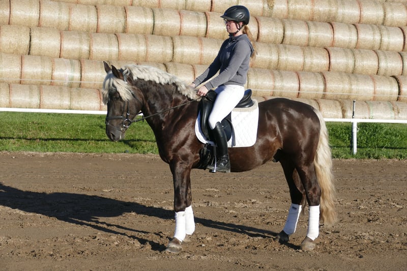 Cob, Wallach in Ganschow