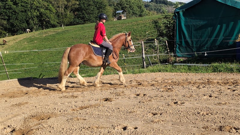 Cob, Wallach in Morsbach