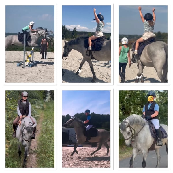 Connemara, Gelding in Liege