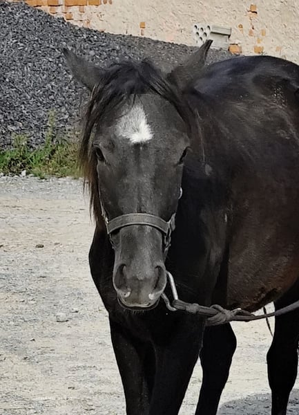 Connemara, Stute in Buchen (Odenwald)