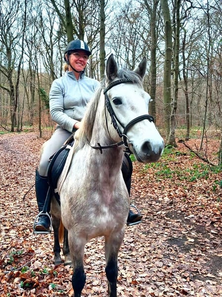 Connemara, Stute in Euskirchen