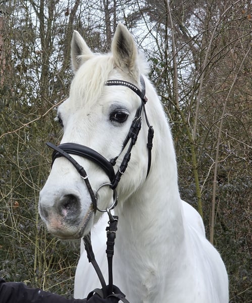 Connemara, Wallach in Wachtendonk