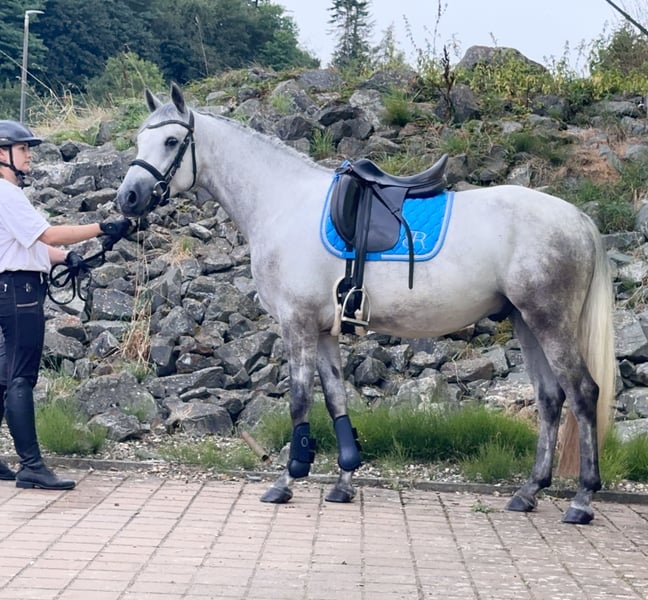 Connemara, Wallach in Lisberg