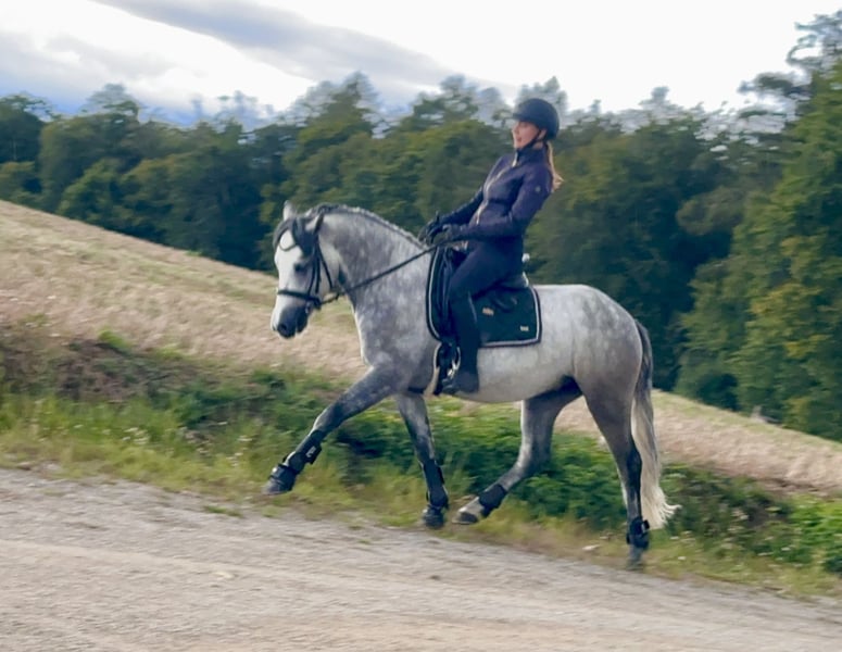 Connemara, Wallach in Lisberg