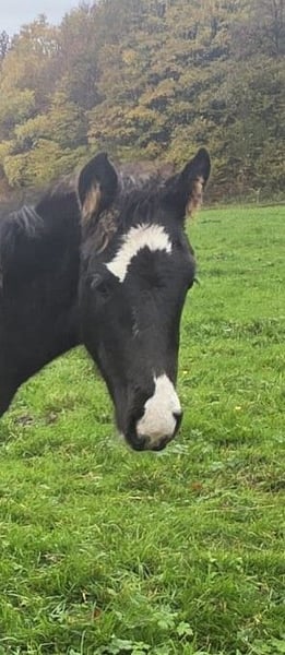 Criollo, Hengst in Sommerkahl