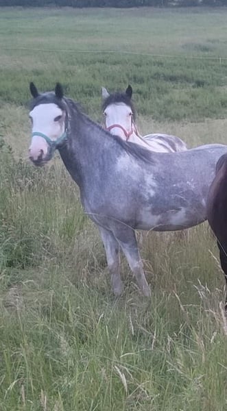 Criollo, Stute in Westerngrund