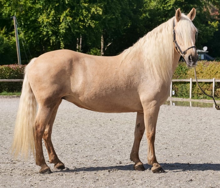 Cruzado, Stute in Neustadt (Wied)