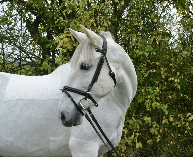 Cruzado, Stute in Würzburg