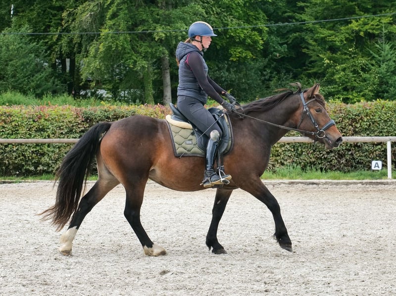 Cruzado, Stute in Neustadt (Wied)