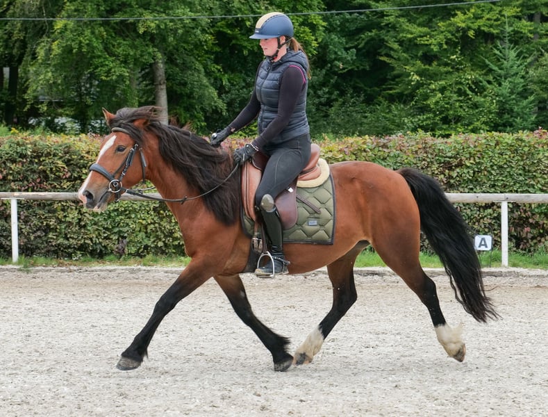 Cruzado, Stute in Neustadt (Wied)
