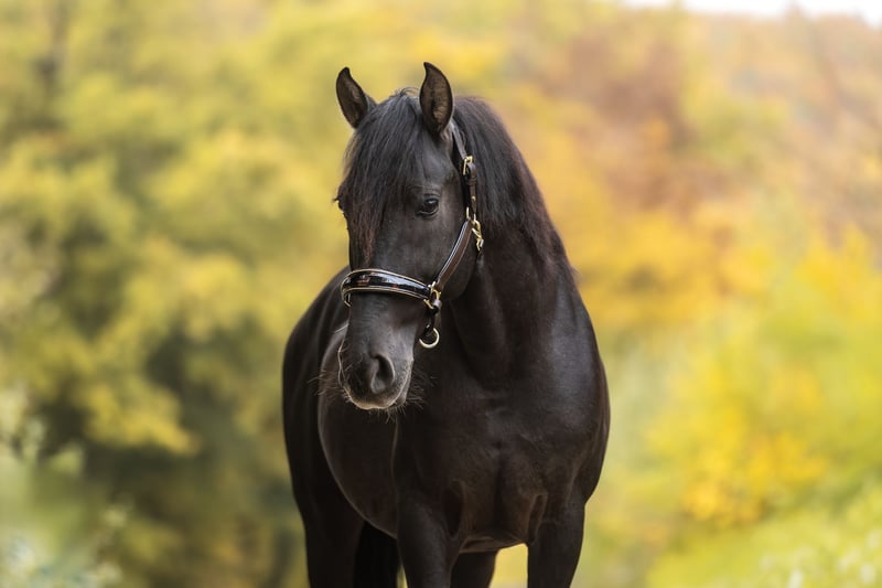 Cruzado, Wallach in Windhagen