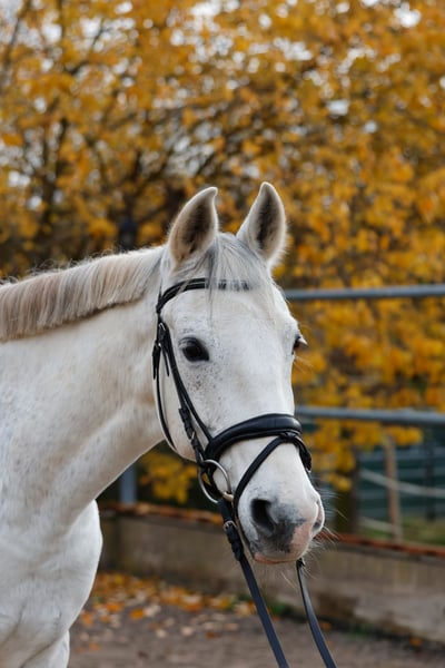Cruzado, Wallach in Abenberg