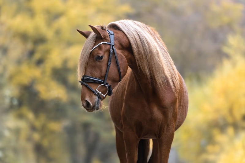 Cruzado, Wallach in Windhagen