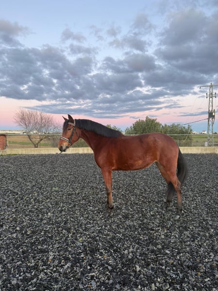 Cruzado, Yegua in Trigueros