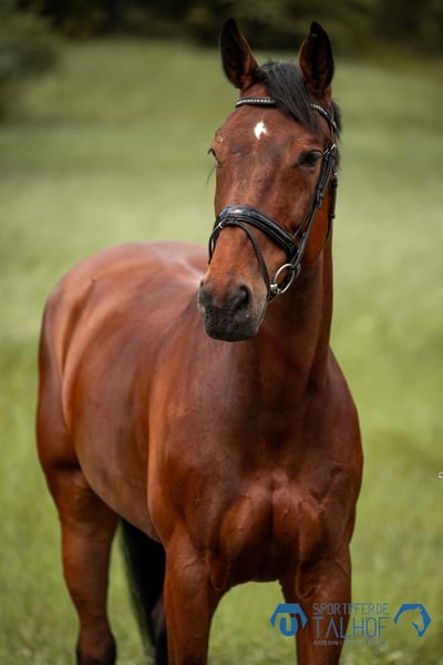 Dänisches Warmblut, Stute in Korntal-Münchingen