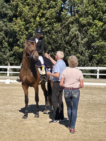 Dänisches Warmblut, Stute in Gundelfingen