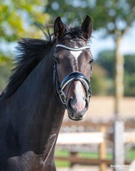 Dänisches Warmblut, Stute in Brokstedt