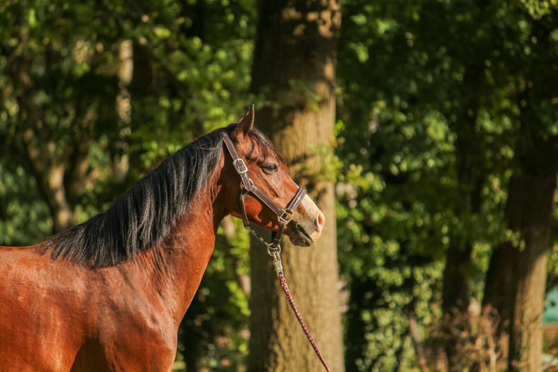 Deutsches Classic-Pony, Wallach in Bremervörde