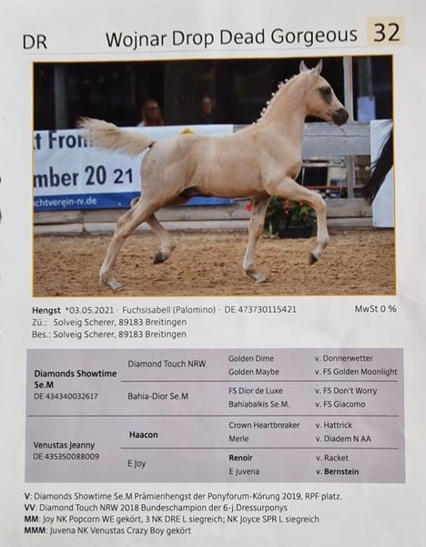 Deutsches Classic-Pony, Wallach in Mietingen