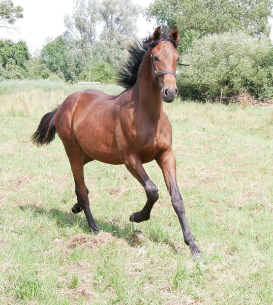 Deutsches Reitpferd, Hengst in Seester
