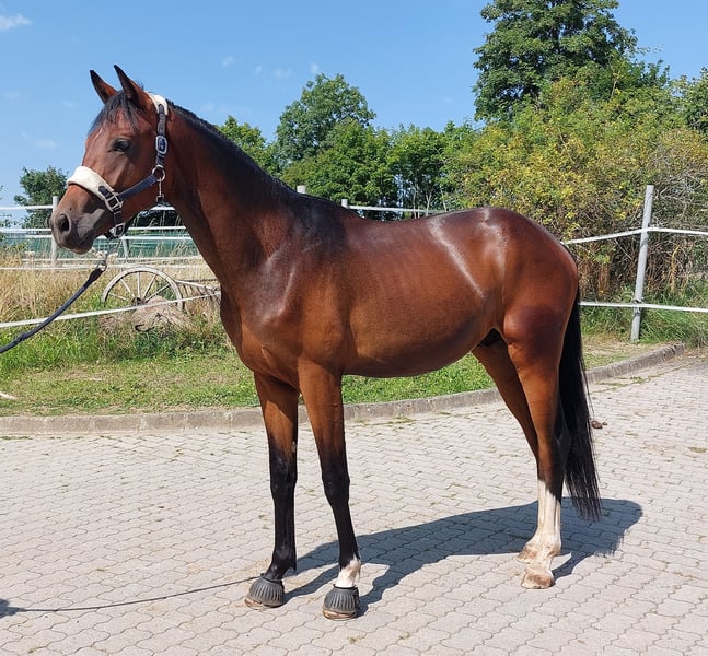 Deutsches Reitpferd, Hengst in Naila