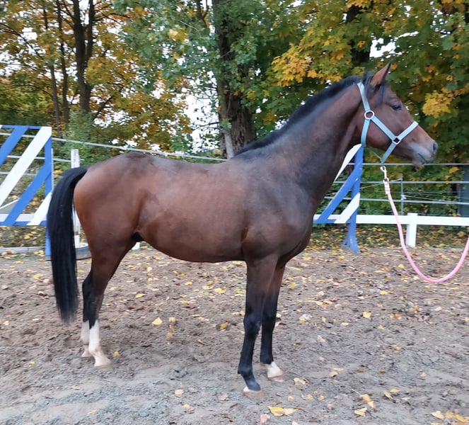 Deutsches Reitpferd, Hengst in Naila
