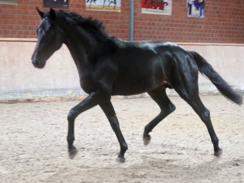 Deutsches Reitpferd, Hengst in Paderborn