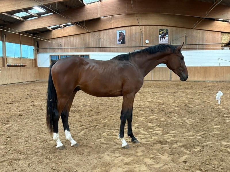Deutsches Reitpferd, Hengst in Heistenbach