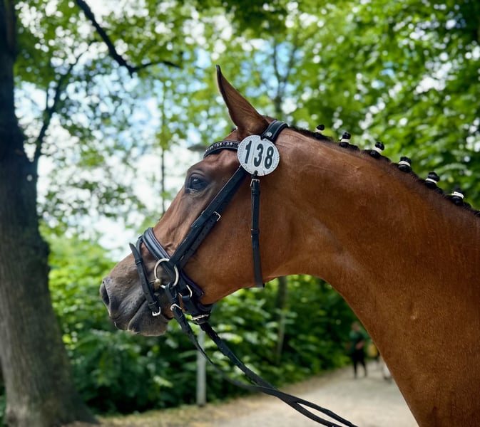 Deutsches Reitpferd, Hengst in Ihlienworth