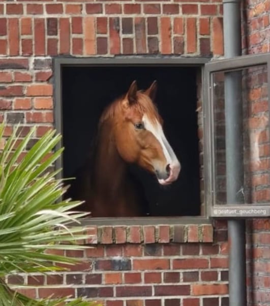 Deutsches Reitpferd, Hengst in Pulheim