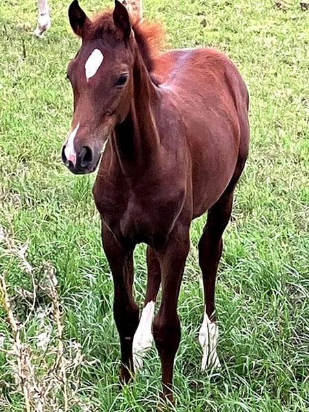Deutsches Reitpferd, Hengst in Börde-Hakel OT Etgersleben