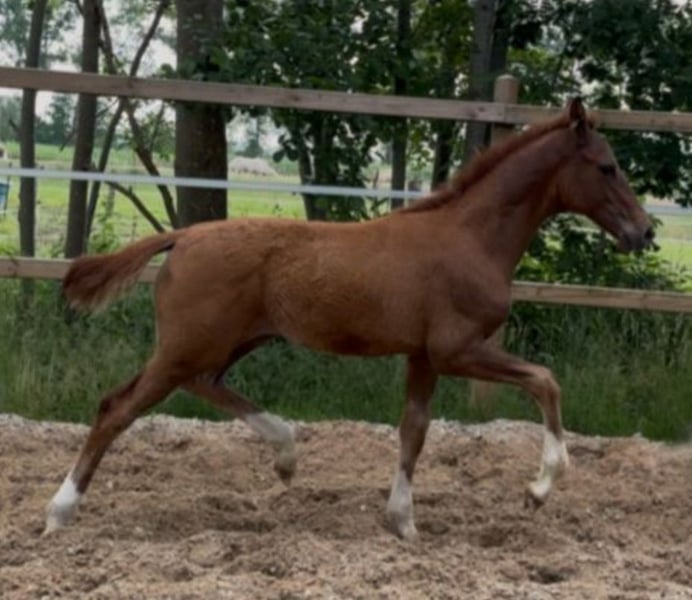 Deutsches Reitpferd, Hengst in Ihlienworth